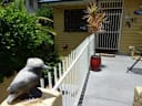 Kookaburra Inn