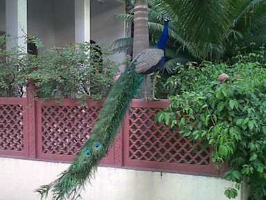 Photos of Shahar Palace-The Peacock Garden