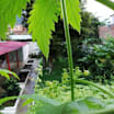 hostel en jardin tenemos 7 hostales