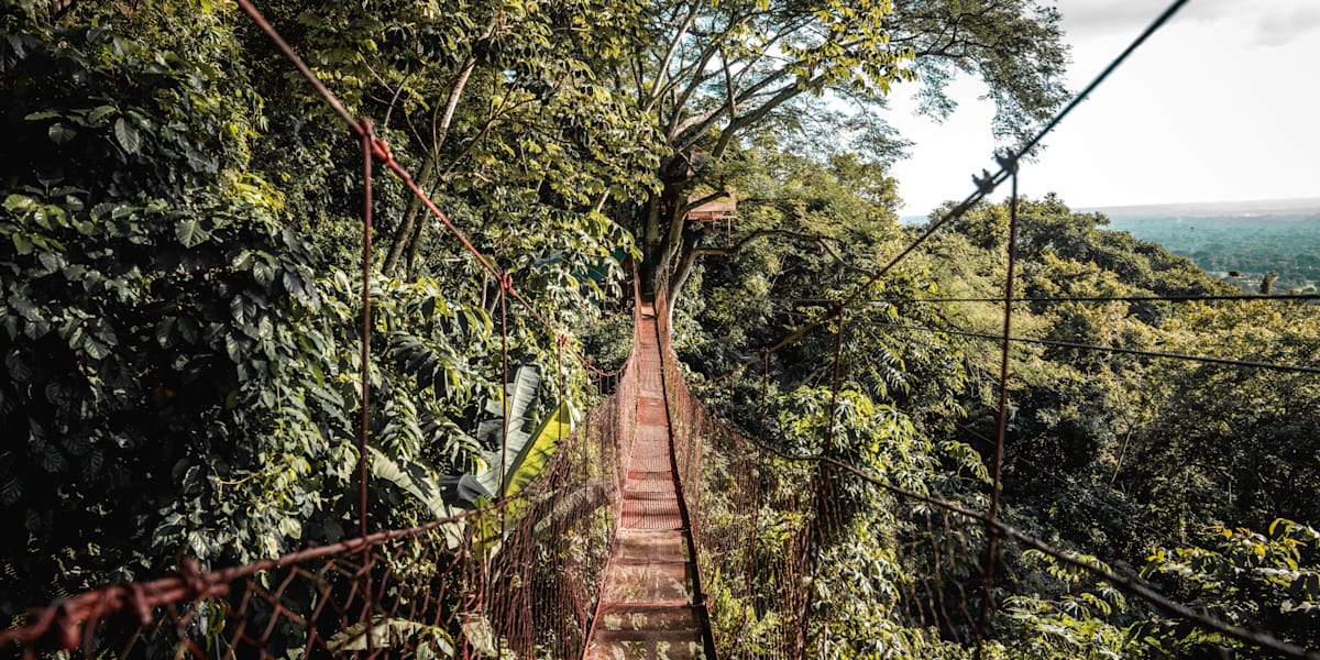 The Treehouse