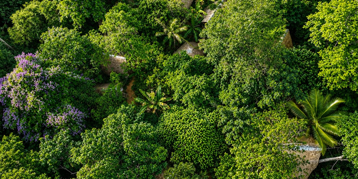 Ecocio Jungle Hostel