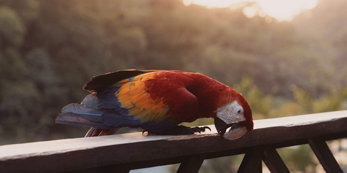 Jungle River Lodge