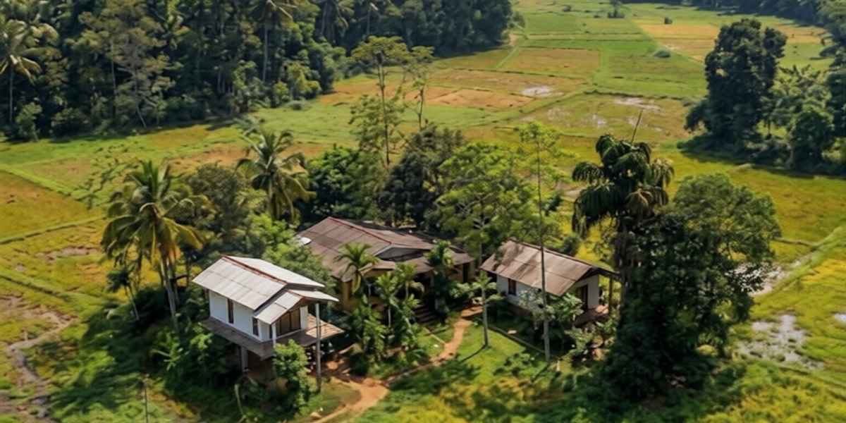 Forest & Fields Sinharaja