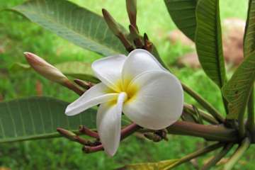 Photos of Easter Island Ecolodge