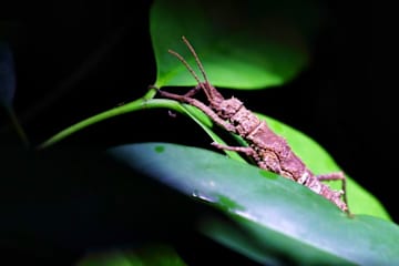 Photos of Nature Lodge Kinabatangan