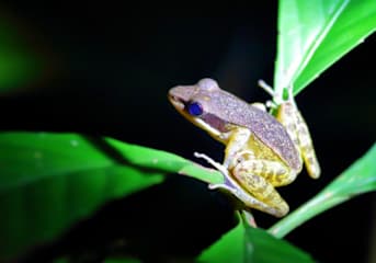Photos of Nature Lodge Kinabatangan