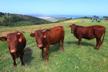 Photos of The Wild Farm Backpackers
