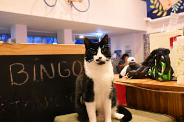 Photos of Dutchies Hostel