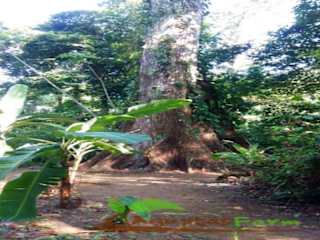 Photos of Rio Agujitas Eco Lodge Farm and Tours
