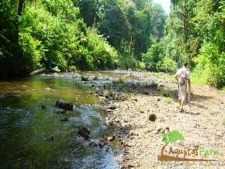 Photos of Rio Agujitas Eco Lodge Farm and Tours
