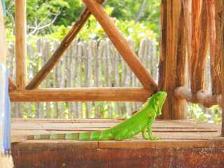 Photos of Raizes Eco Hostel