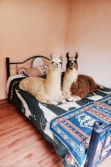 Home of David's Friendsの写真