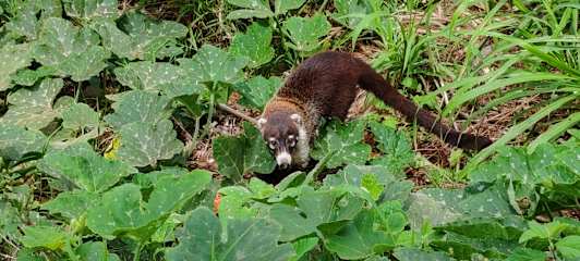 Studio Apartments Coati - Sloth B&B Monteverdeの写真