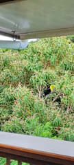 Studio Apartments Coati - Sloth B&B Monteverdeの写真