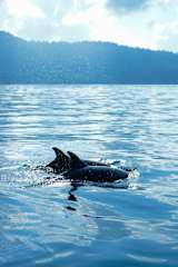 Dolphin Quest Costa Ricaの写真