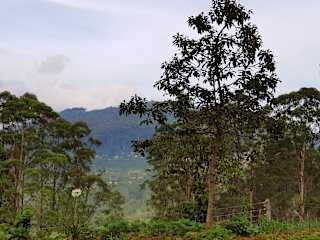 Foton av