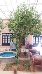 Photos of Yazd Darvish Hostel