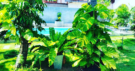 tesisinden Fotoğraflar