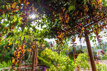 Photos of Zen Valley
