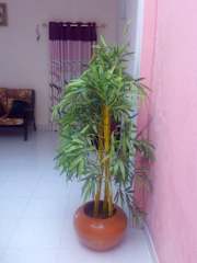 Photos of Diyawara Home Stay
