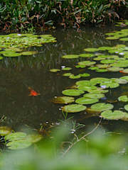 Photos of Charco Corazon