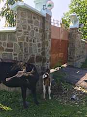 Photos of Eco Heritage Villa