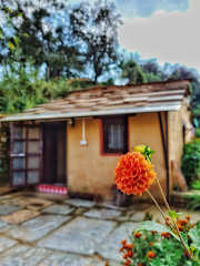 Photos of Sharda stays (Binsar Himalaya)