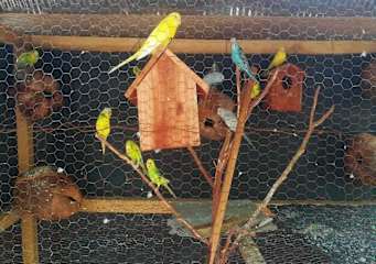 Photos of Salty Mango Resort