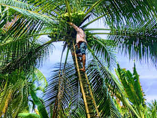 Fotos de Coco Happy Farm