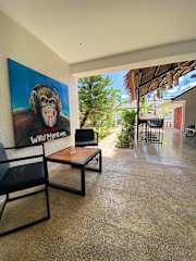 Photos of Wild Monkeys Hostel