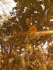Photos of Oak Valley Retreat