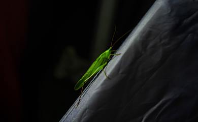 Foto's van