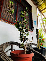 Photos of Las Gardenias Hostel