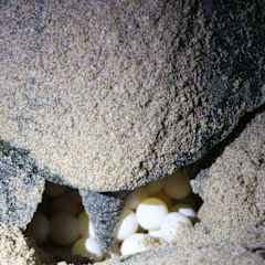 Photos of Turtle Guest House