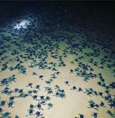 Photos of Turtle Guest House