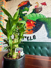 Fotos de Tipsy Turtle