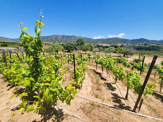 Photos of Finca Selah