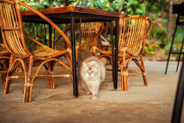 Koalama Cambodiaの写真