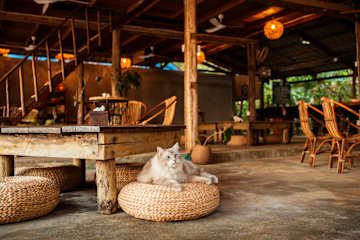 Koalama Cambodiaの写真