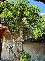 Photos of Mai Vien Homestay