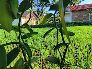 Fotos de Vaniglia House Tetebatu