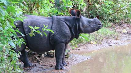 Kings Jungle Safari & Culture Home Stay의 사진