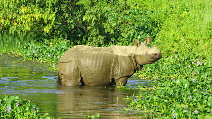 Kings Jungle Safari & Culture Home Stay의 사진