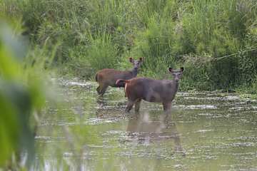 Kings Jungle Safari & Culture Home Stay의 사진