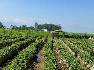 White Crater Farmstay Ciwideyの写真