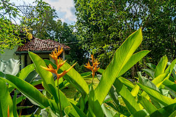 Photos of Bird of Paradise