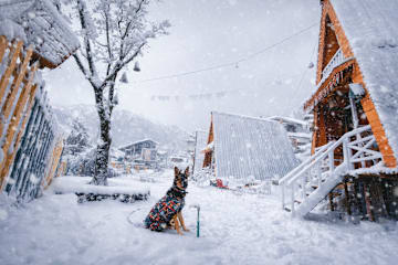 Photos of Chilux Manali