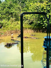 Photos of Wildcat Hostel Yala
