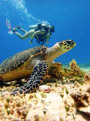 Mi Refugio Dive House의 사진