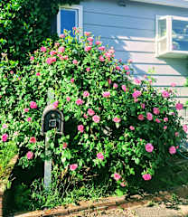 Photos of Anissa Shasta Hostel